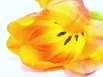 Tulpe