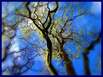 Frühling in Blau