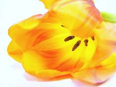 Tulpe