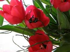 rote Tulpen