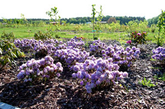 Botanischer Garten Usedom
