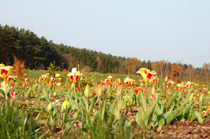 Usedoms Botanischer Garten