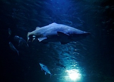 Sandtigerhai im Ozeaneum Stralsund