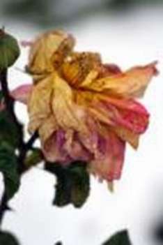 eine Rose im Winter 2006