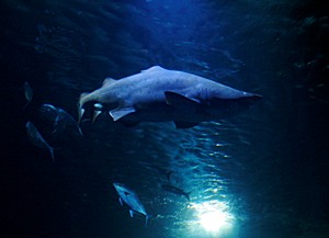 Sandtigerhai im Ozeaneum Stralsund